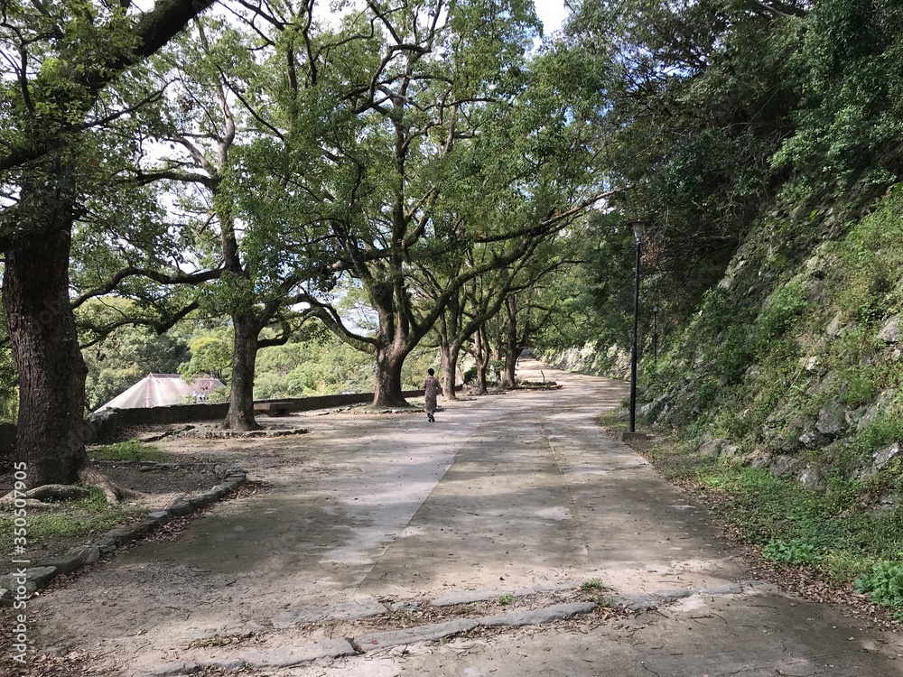 Fototapeta premium Passing through the street in Nara park