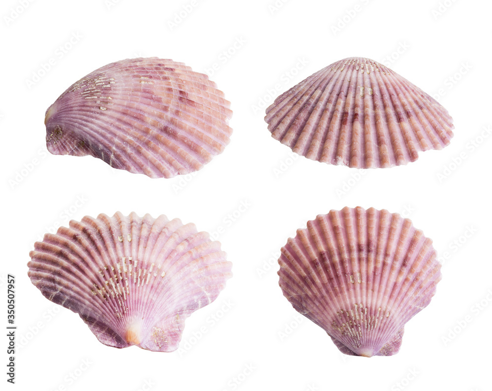 Scallop shall isolated on white Scallop shall isolated on white
