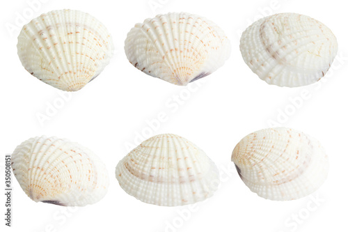 Scallop shall isolated on white