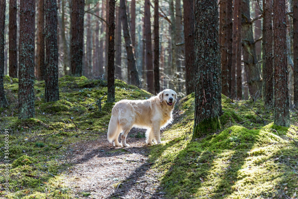 White Golden Retriever in a Forest in Spring