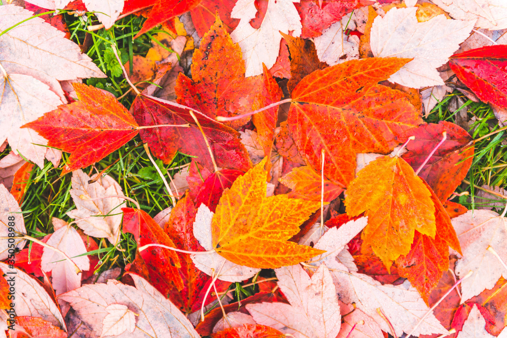 Φωτογραφία colorful maple leave on the ground,lawn for background in the park,autumn season