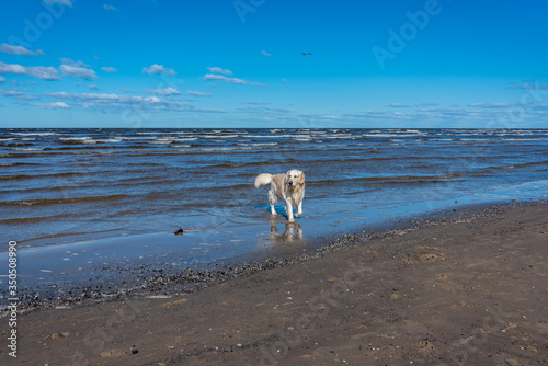 White Golden Retriever on a Baltic Sea Beach on a Sunny Day