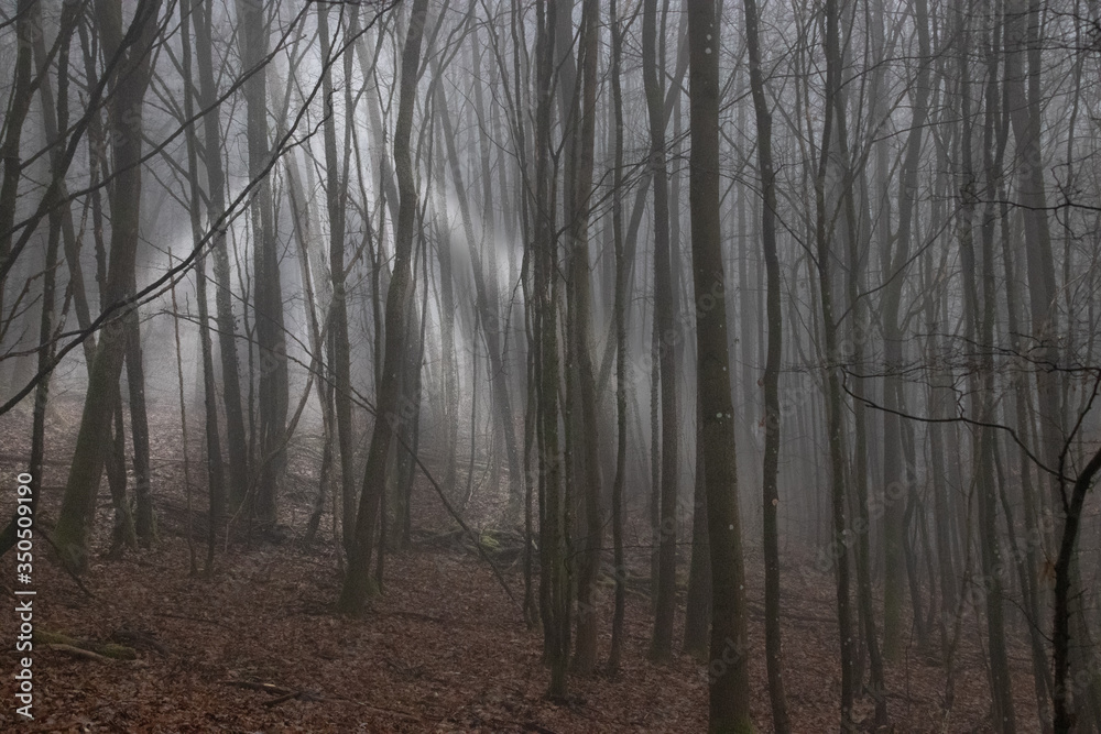 birch tree forrest covered with fog birch tree forrest covered with fog