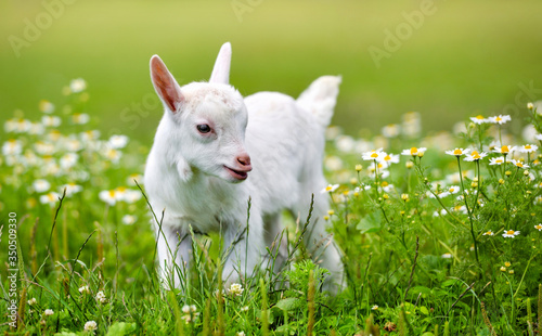 White little goat standing on green grass with daisy flowers on a sunny day © nmelnychuk