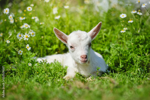 White little goat resting on green grass with daisy flowers on a sunny day © nmelnychuk
