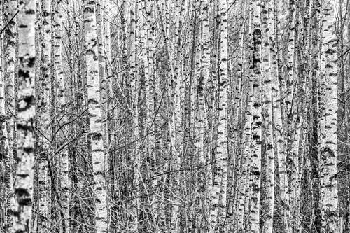 bark patterns in a birch tree forest