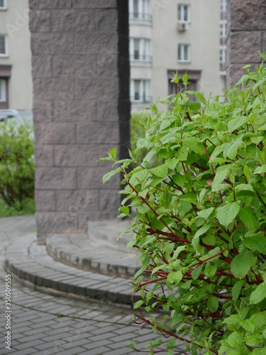 green bush on the background of brick columns