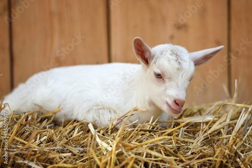 A white baby goat resting on straw bedding near animal pen