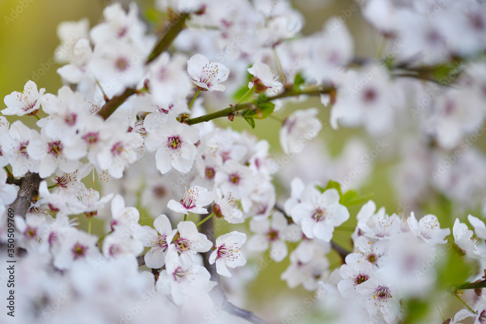 White flowers of Prunus cerasifera. Natural background White flowers of Prunus cerasifera. Natural background