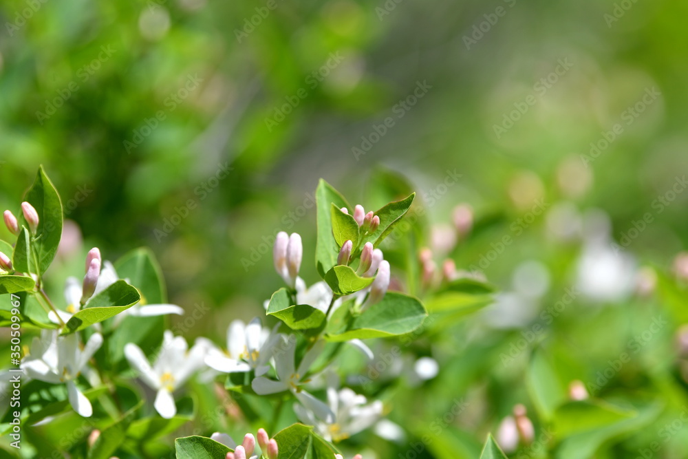 blooming flower, blooming garden, blooming forest, blooming trees, spring, flowers, background, blooming flower, blooming garden, blooming forest, blooming trees, spring, flowers, background,