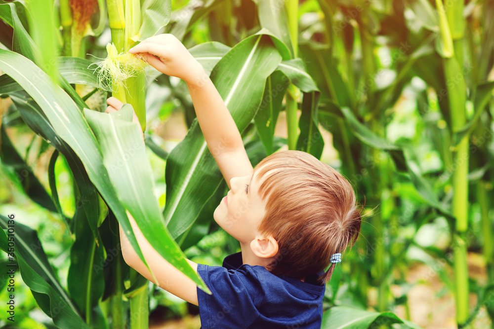 Little farmer picking corn on a field. Happy child having fun at garden. Corn harvest. Little farmer picking corn on a field. Happy child having fun at garden. Corn harvest.