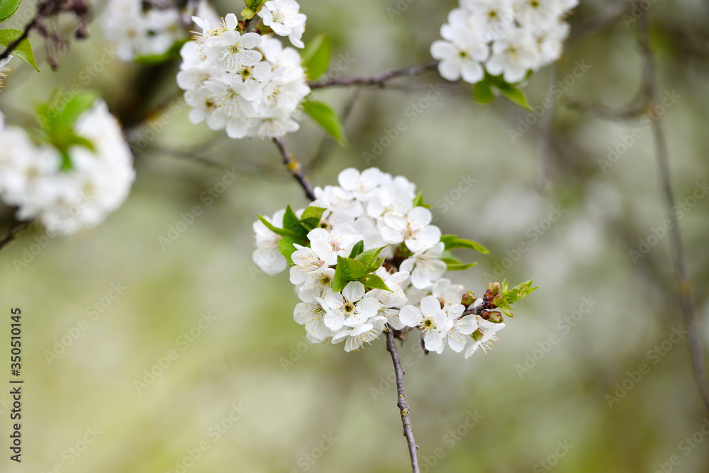 Flowers bloom on a branch of cherry on blurred natural background.