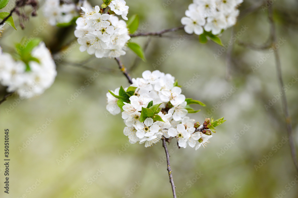 Flowers bloom on a branch of cherry on blurred natural background. Flowers bloom on a branch of cherry on blurred natural background.