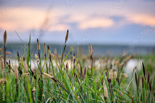 Flowering sedge  Carex  against a evening sky