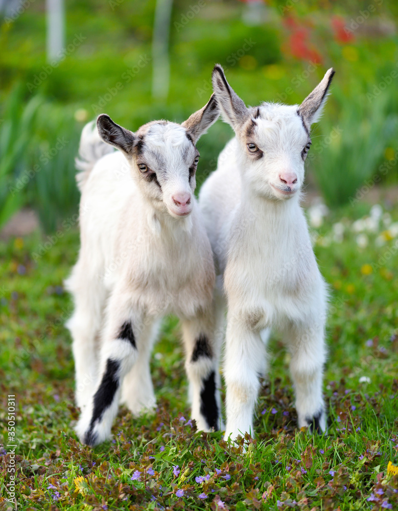 Two white baby goats standing on green lawn Two white baby goats standing on green lawn