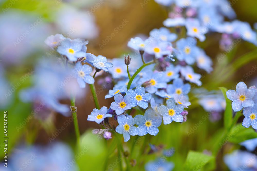Beautiful forget-me-not blue wildflowers (Myosotis) in the blurred background of green grass Beautiful forget-me-not blue wildflowers (Myosotis) in the blurred background of green grass