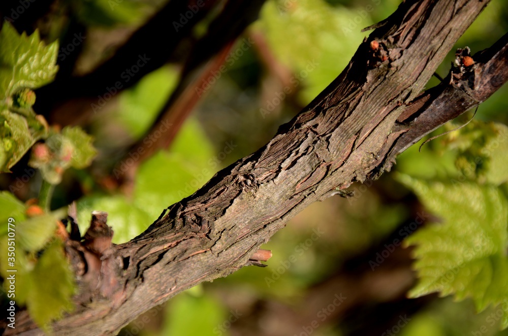 close up of young green grape leaves and grape blossom on a branch on sunny day close up of young green grape leaves and grape blossom on a branch on sunny day