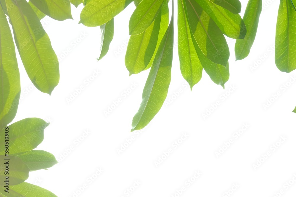 Devil tree leaves with branches and day light on white isolated background for green foliage backdrop and copy space Devil tree leaves with branches and day light on white isolated background for green foliage backdrop and copy space