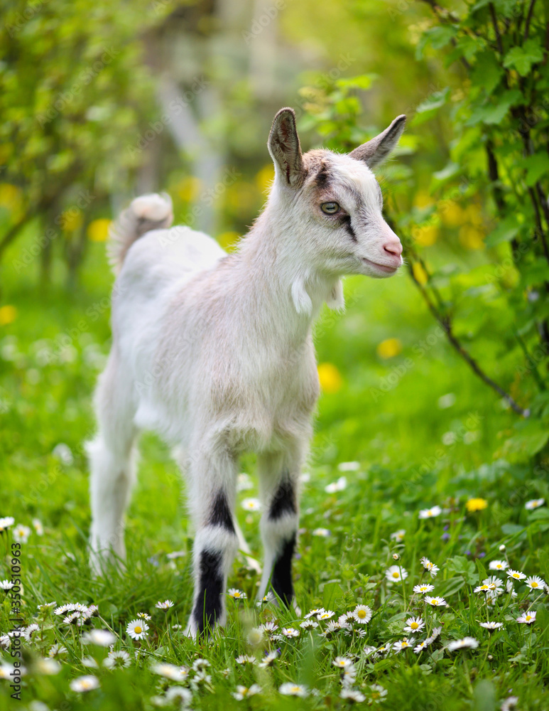 White baby goat standing on green lawn White baby goat standing on green lawn