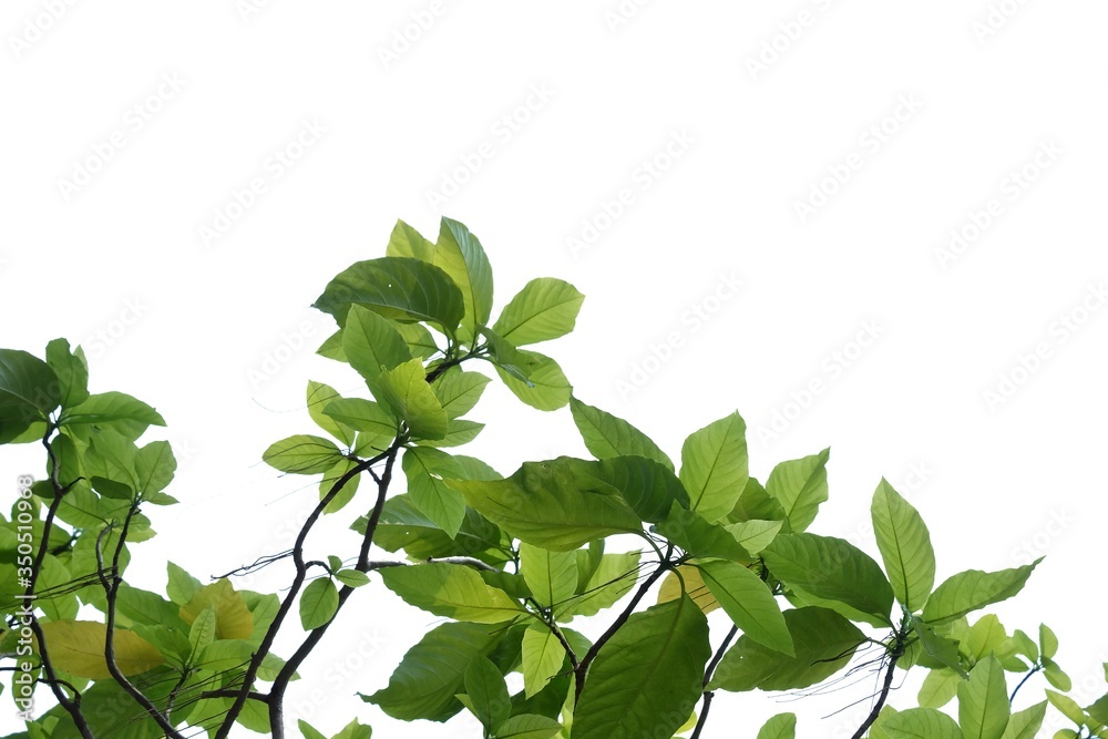 Obraz premium Tropical tree leaves with branches on white isolated background for green foliage backdrop and copy space 