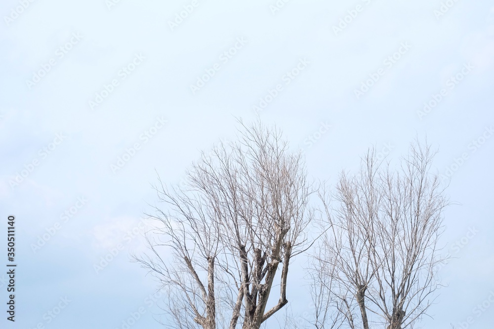 Blurred dead tree with branches on white blue sky background Blurred dead tree with branches on white blue sky background