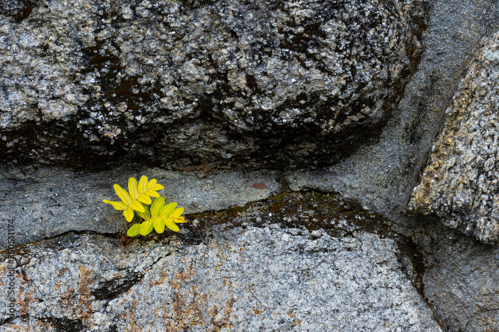 Green plant growing in the wall
