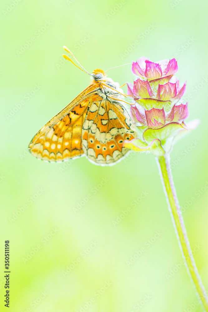 Orange butterfly resting on pink flower