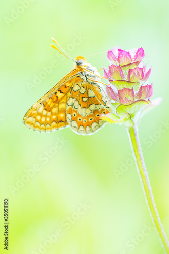 Obraz na płótnie Orange butterfly resting on pink flower w salonie