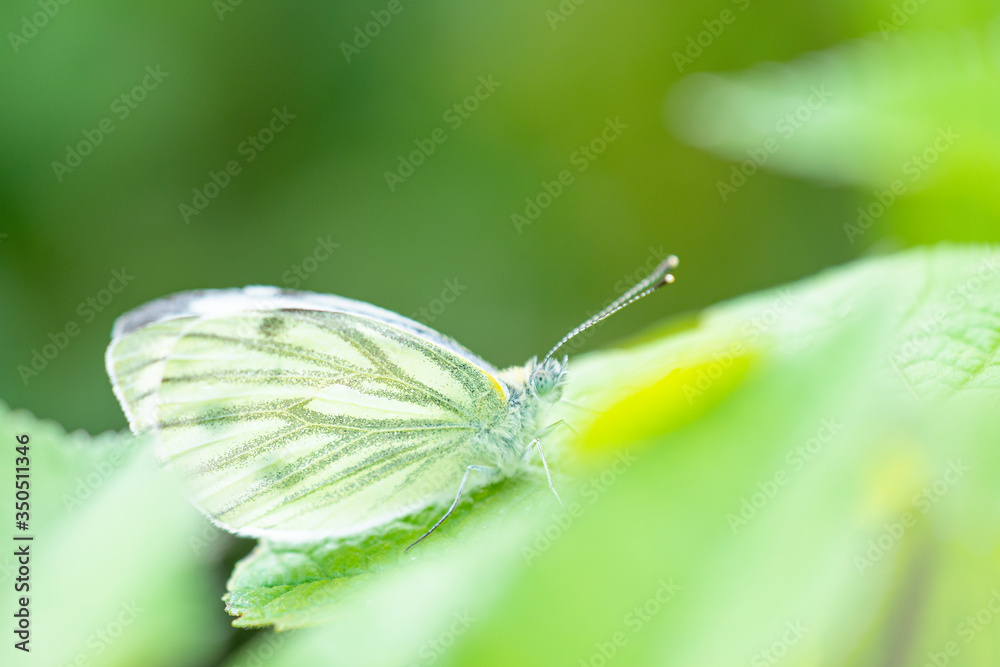 Cute white butterfly Pieris napi