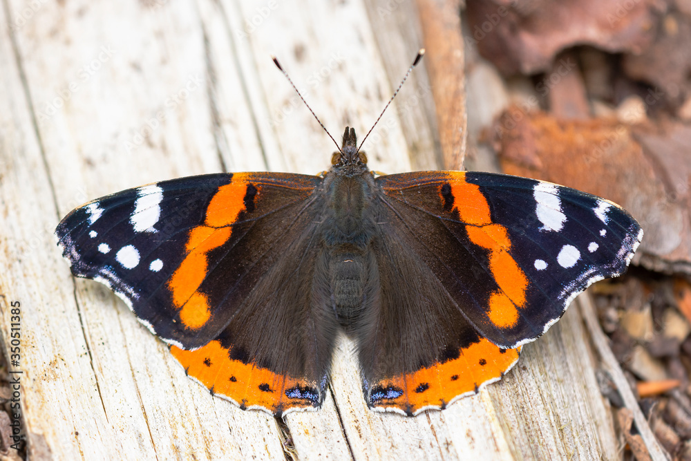 Vibrant colors of vanessa atalanta butterfly