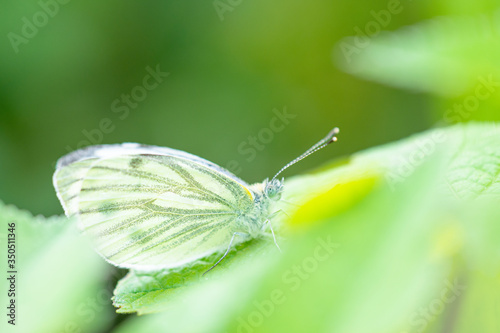 Obraz na płótnie Cute white butterfly Pieris napi w salonie