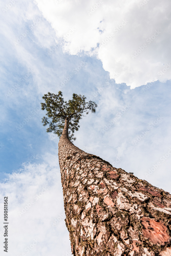 Lonely pine tree with blue sky