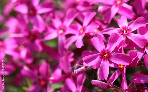 Pink flowers of Creeping Phlox in spring. Floral background © OLAYOLA