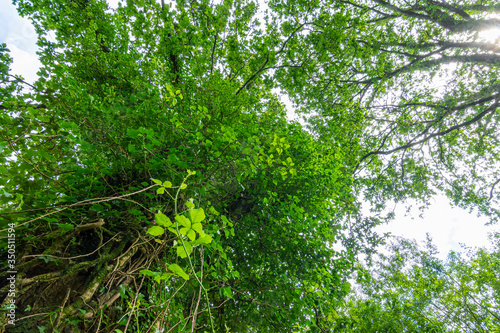 Obraz na płótnie Old oak covered with green plants w salonie