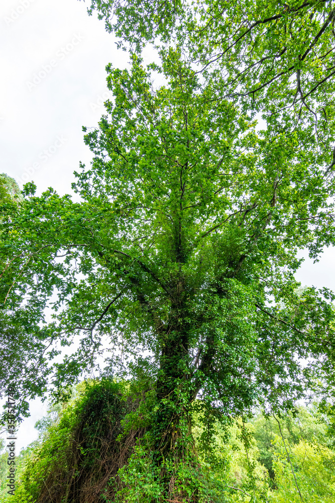 Old oak covered with green plants