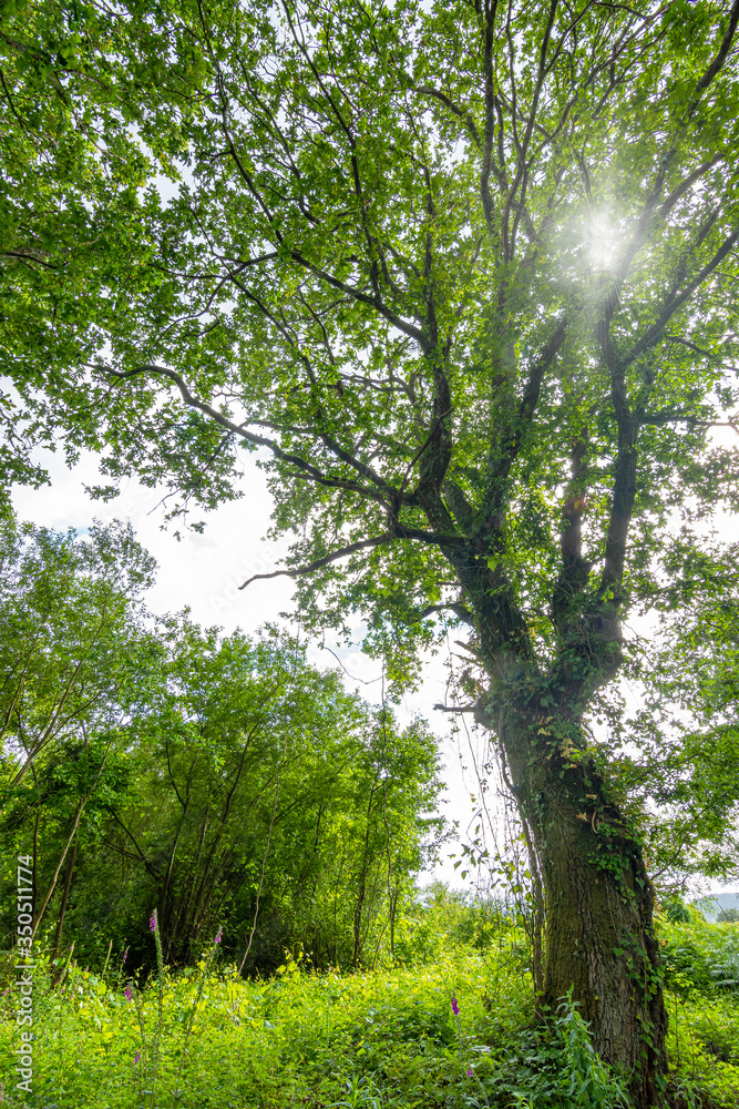 Old oak covered with green plants