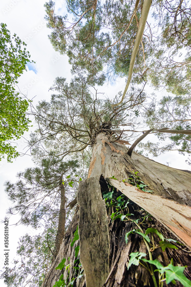 Old eucalytpus covered with green plants