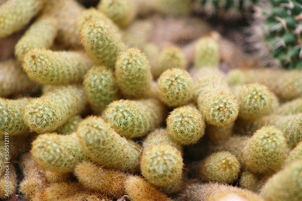 Cactus Cactus