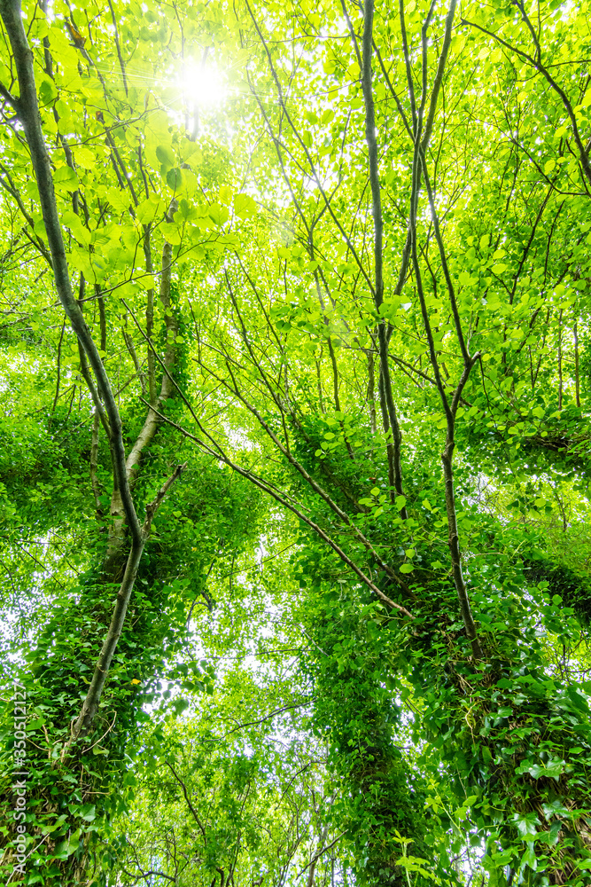 Old tall trees covered with green plants