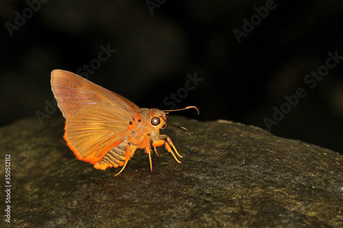 Orange Awlet, Burara jaina, Coorg, Karnataka, India photo