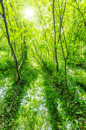 Obraz na płótnie Old tall trees covered with green plants w salonie