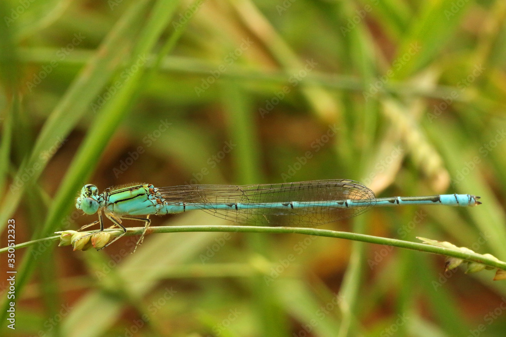 Three Lined Dart Damselfly, Pseudagrion decorum, Hesaraghatta, Bangalore, Karnataka, India Three Lined Dart Damselfly, Pseudagrion decorum, Hesaraghatta, Bangalore, Karnataka, India
