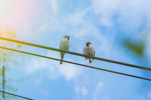 two sparrows on the wire