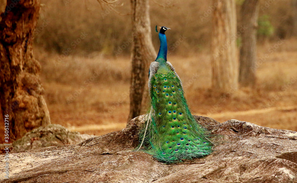 Obraz premium Peacock, Pavo cristatus, Bandipur National Park, Karnataka, India