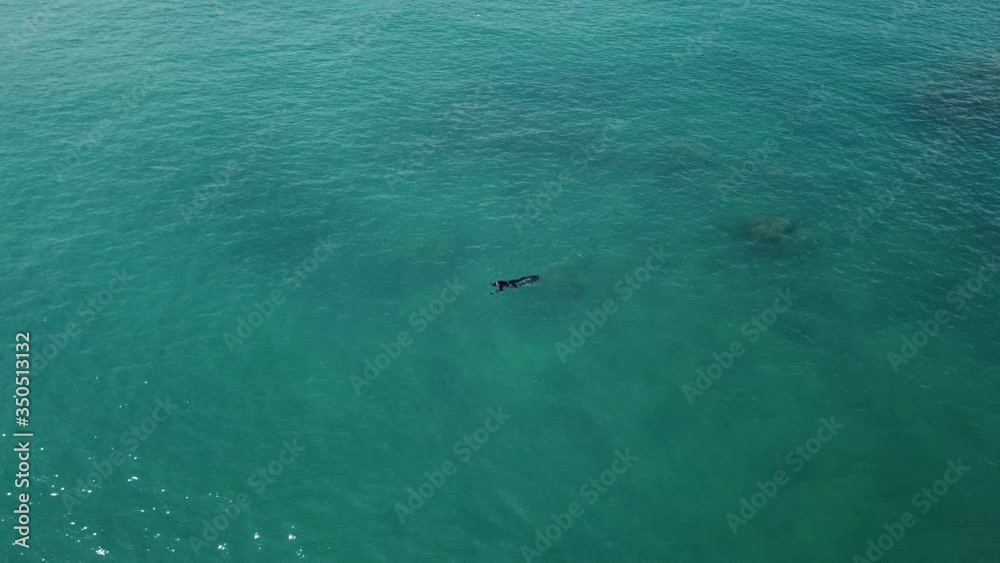 Fishermen dive to shoot fish with harpoon guns Fishermen dive to shoot fish with harpoon guns