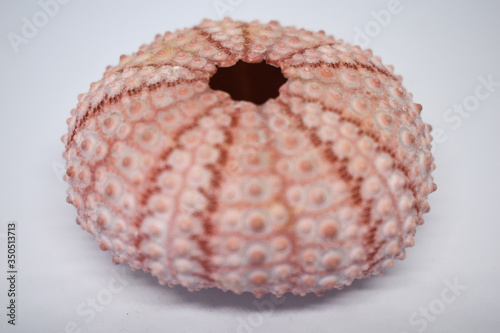 Shell of a light pink sea urchin, decorations for the house, marine objects,