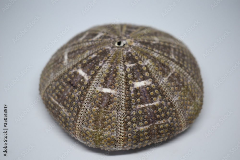 Fototapeta premium Gray sea urchin shell, marine decorations