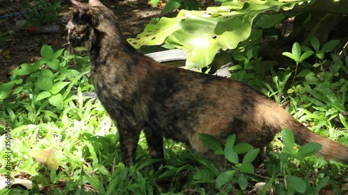 Cat on grass in forest photo