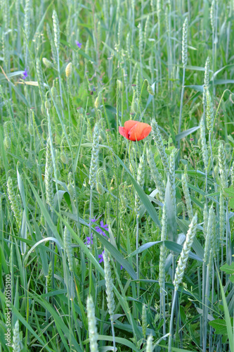 Poppy flower among field plants. Red wild poppy.