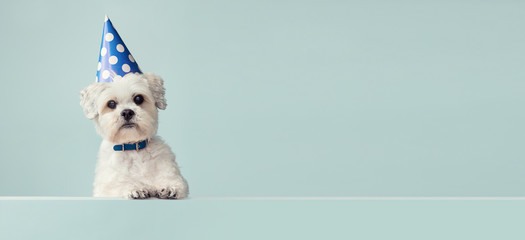 Dog wearing a party hat